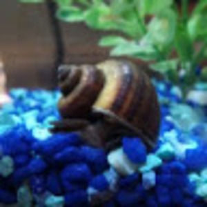 Meet your Posher, Jameson